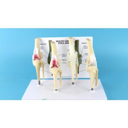 4 pcs Dog knee joint model with ligament Dog skeleton model Animal teaching demonstration model