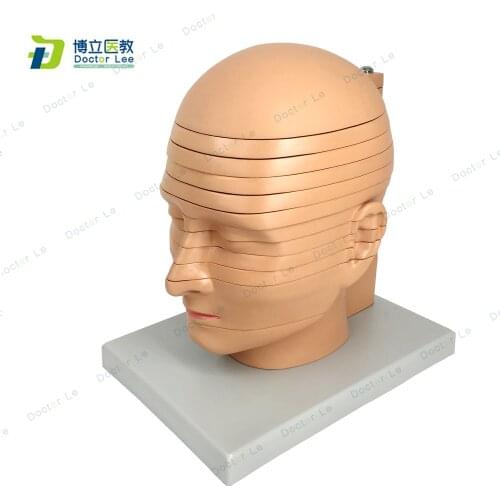 BOLI Life Size Human DISC Head Model 12 Pieces Anatomical Head and Brain for Medical Teaching