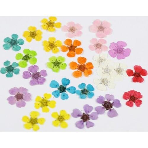 Dyed Small Daffodils Pearl Plum Dried Flower Pressed Flower Real Flower Manicure Diy Handmade Glue Jewelry