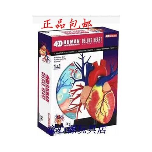 4D MASTER Puzzle assembly Human heart assembled model 160 mm *130 mm * 210 mm free shipping
