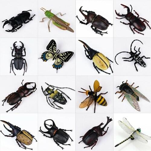 Simulation Animal Insect Dragonfly Butterfly Mantis Spider Bee Dynastes Hispellinus Cerambycidae Locust Kids Toy