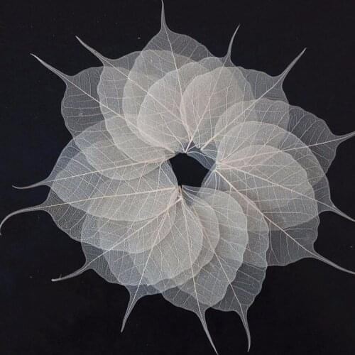 100pcs 8-12cm Dried Natural Ivory Peepul Bo-tree Large-Tree Leaf Leaves Skeleton Wedding Party Home Mural Bookmark Jewelry Craft