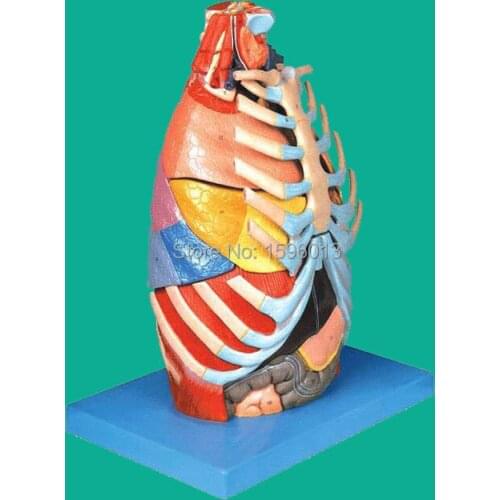 Thoracic Cavity Model, Chest anatomical model,Thorax anatomy model
