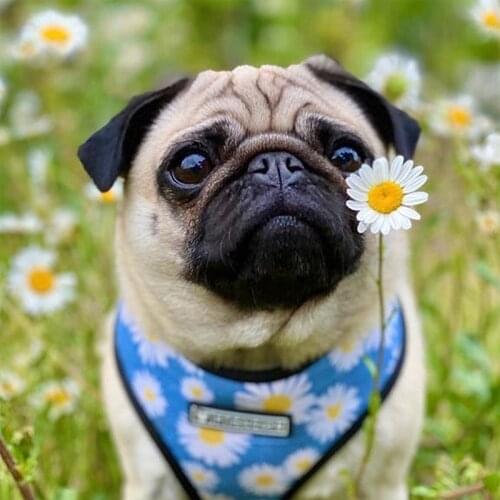 Daisy Pet Harness for French Bulldog Pug Small Medium Dogs Polyester Leashes Frenchie Pet Harness Vest Print Dog Accessories