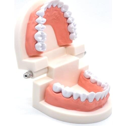 1pcs Dental Teeth Model Dentist student Model for Teaching Dentistry Material Dentist Instrument Tools Dental Lab Model