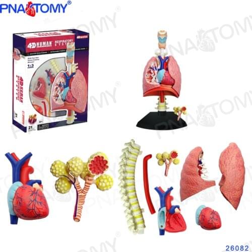 4D Human Respiratory System Lungs Throat Heart Anatomy Model Educational Equipment Medical Tool MASTER