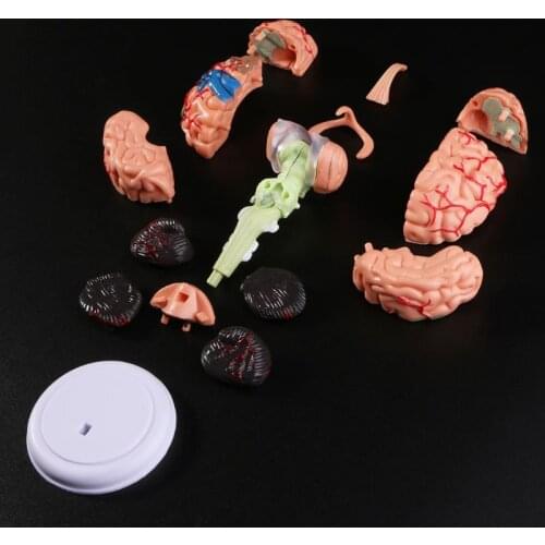 4D Disassembled Anatomical Human Brain Model Anatomy Teaching Tool Statues Sculptures School Use M5TE