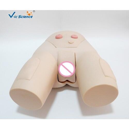 Female catheterization model