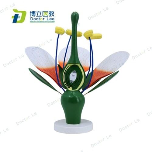 6 Times Enlarged Peach Blossom Plant Anatomy Model for Art and Biology Teaching and Learning