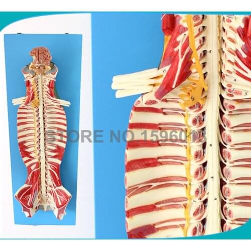 Vivid Spinal Cord in the Spinal Canal Model,Spinal Cord Model ,Nerve Model