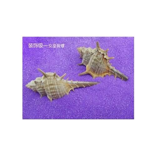 Witch bone snail shell conch fish tank landscaping wedding floor decoration home decoration wall sticker spiny snail
