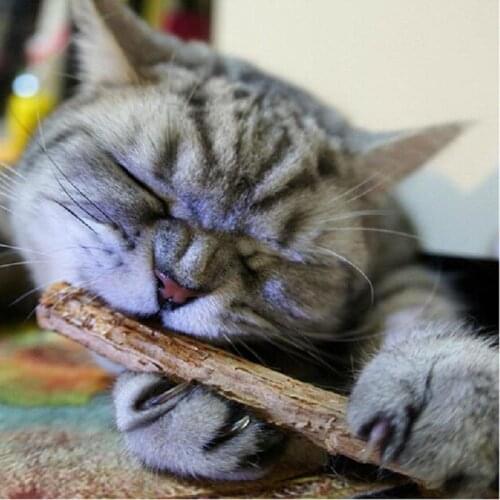10/15/20 Pcs Cat Teeth Sticks Brushing Pure natural catnip pet cat molar Toothpaste Stick fruit Matatabi cat snacks sticks