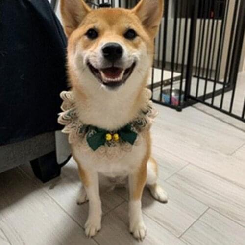 Cat Kerchief Universal Anti-stain Adjustable Cute Decorative Bowknot Lace Bib Dog Dress Scarf Kitten Small Dogs Collars Decor