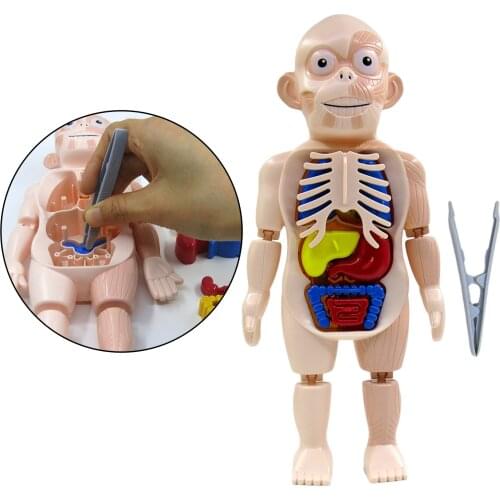 Human Body W/ Organs Anatomy Educational Toys for Science Classroom Ages 8
