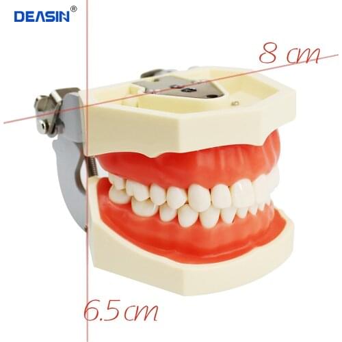 Teeth model gum teeth Dental Teaching Model Standard Dental Typodont Model Demonstration With Removable Tooth 200H