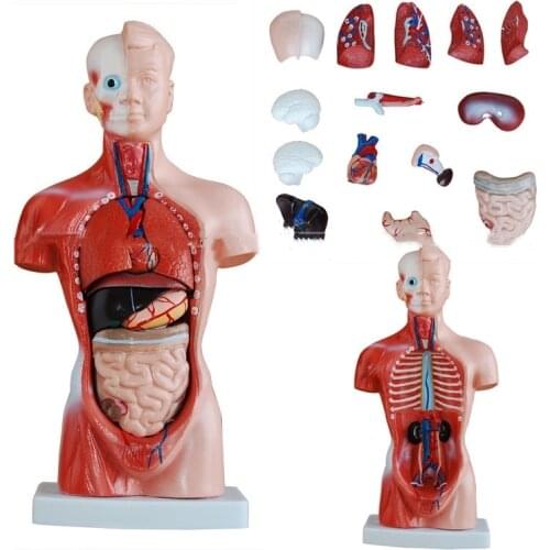 Visceral anatomy simulates the torso model of human specimen dummy