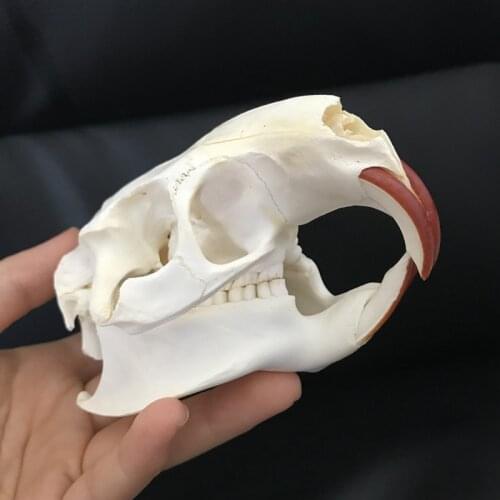 1pcs Myocastor coypus Coypu skull real bone skeleton biology taxidermy