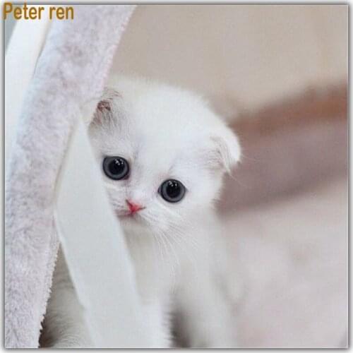 Peter ren Diamond painting cross stitch Paintings from diamonds full mosaic Rhinestone Beaded embroidery "Scottish Fold "