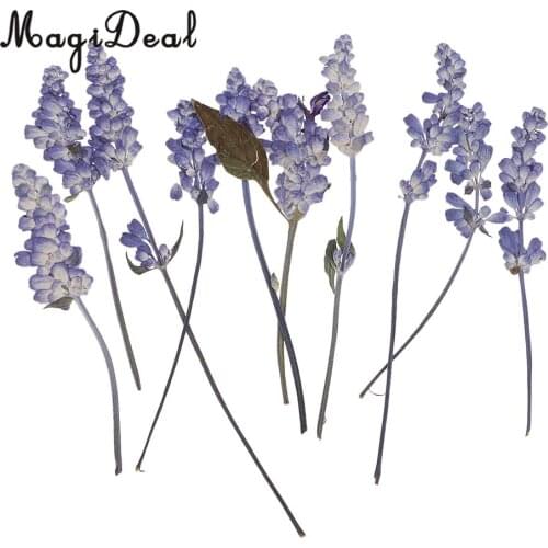MagiDeal 10pcs Beautiful Pressed Sage Flower Dried Flowers for Art Craft Scrapbooking Epoxy Resin Jewelry Making DIY Decorations
