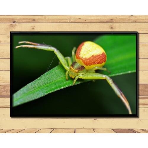Crab Spiders Strange Animal (1) Wall Posters Prints Silk Art Painting For Home Wall Bedroom Decor
