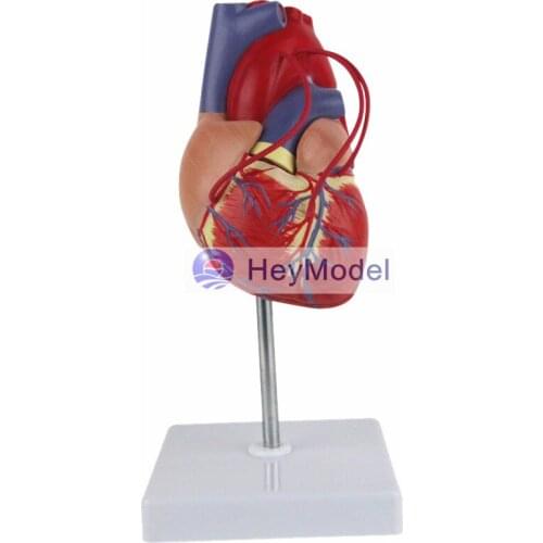 HeyModel Enlarged anatomical model of medical human heart with digital 1: 1 heart bypass bridge