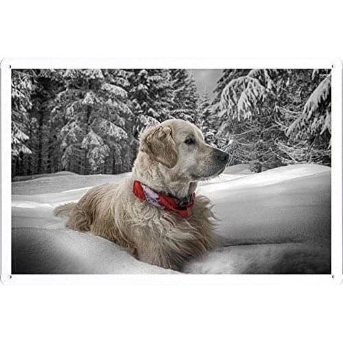 Tin Sign Poster Golden Retriever in The Snow (20x30cm) by Nature Scene Painting