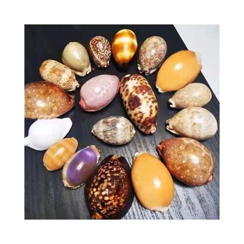 Natural Shell Conch Baoluo Home Decoration Childrens Toy Photography Props