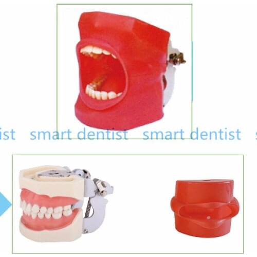 Good Quality Oral Simulation Practice System Dental Phantom Head for Dental School