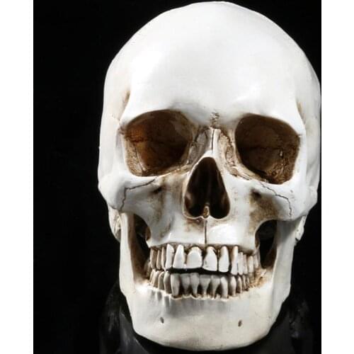 Lifesize 1:1 Human Skull Model Replica Resin Medical Anatomical Tracing Medical Teaching Skeleton Halloween Decoration Statue
