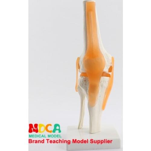 Functional knee joint demonstration model Department of orthopedics bone knee joint model medical teaching MGJ001