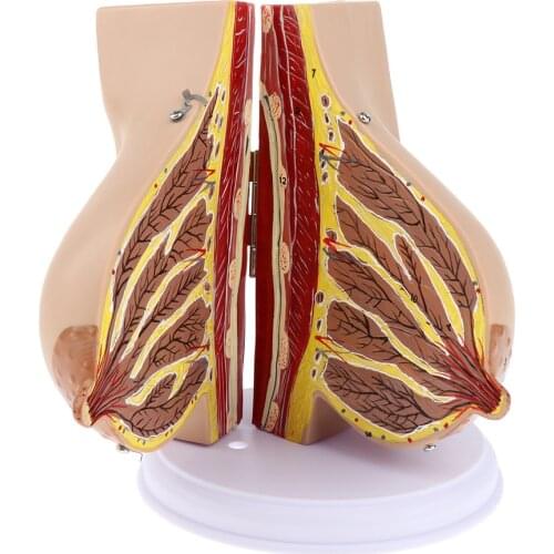 Suckling Period Women Breast Model Breast Feeding Display Model