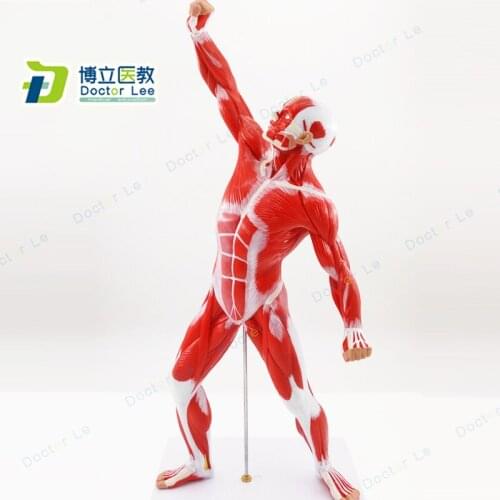 50 cm Human Anatomy Models Musculature Figure for Art Teaching