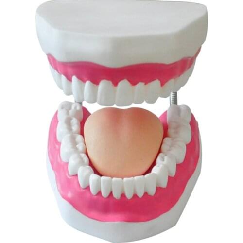 6 Times Plastic teeth Model Dental manikin Human Movable Tongue Mouth medical frasaco teeth