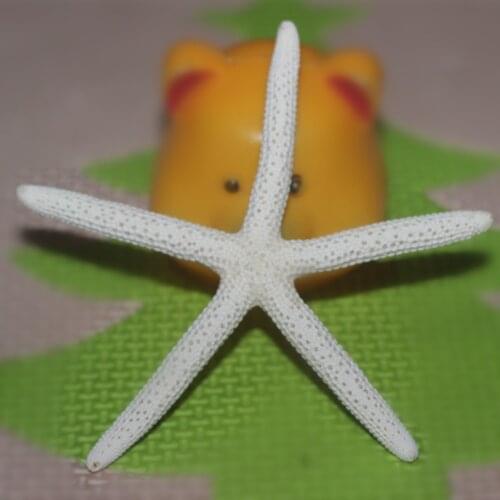HappyKiss 5pcs/lot White Natural Starfish Real sea Finger Starfish weddings party home decoration 6-8cm