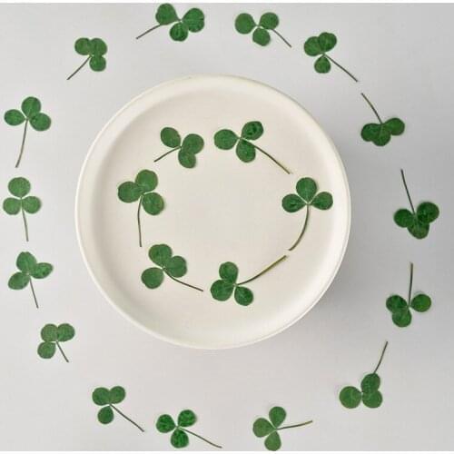 120pcs Pressed Dried Flower Shamrock Oxalis Leaf Herbarium For Make Up Nail Art Jewelry Bookmark Phone Case Invitation Card DIY