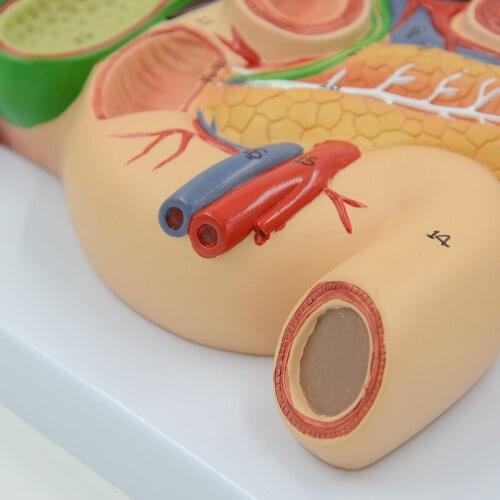 Teaching of anatomy model of human pancreas, liver, duodenum, gallstone, spleen, liver and gall
