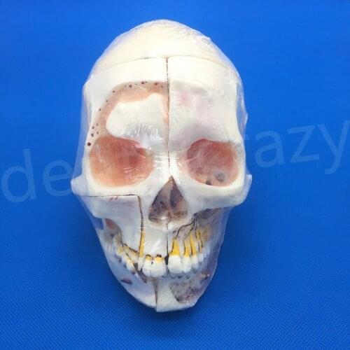 Dental Model #5004 01 - Detachable Pro Skull Model with Red Eyes Skull Model Dental teaching model