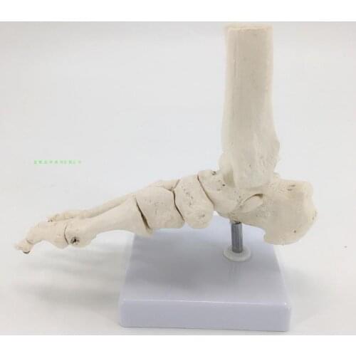 1:1 foot joint model foot structure skeleton model foot bone