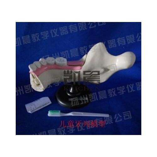 Tooth arrangement model for childen Scientific experimental equipment Biological instruments for teaching