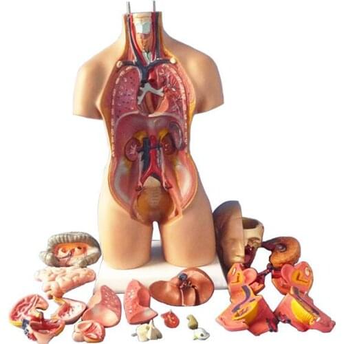 45cm/55CM human torso model Human anatomical model with internal organs can be disassembled 23 parts