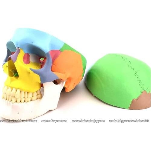 CMAM/12333 Skull, colored, Plastic Skull Medical Anatomical Model