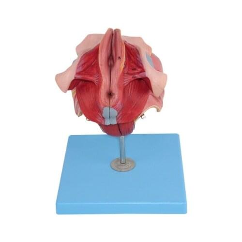 Female genital anatomy model genitals Gynecological pelvic perineum 12*14*15cm free shipping