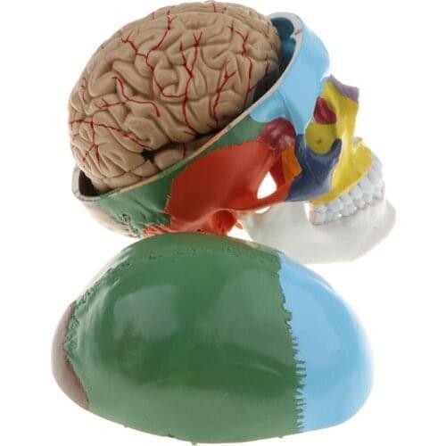 1:1Colorful Human Skeleton Skull with Brain Adult Head Model with Brain Stem Anatomy Medical Teaching Tool Supply
