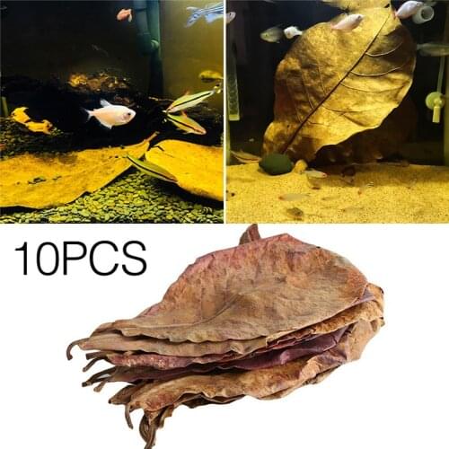 10pcs Natural Terminalia Catappa Foetida Leaves Island Almond Leaf Fish Cleaning Treatment Aquarium Tank Drop Shipping