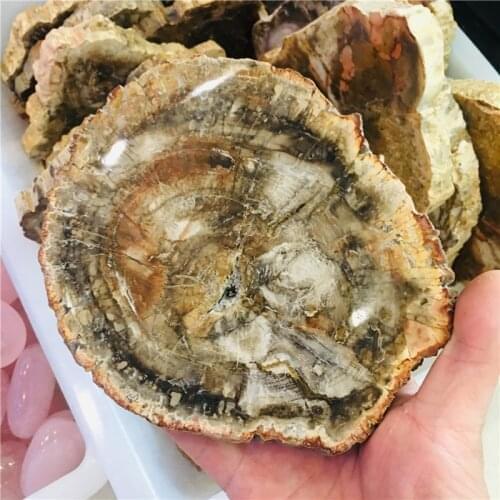 200-1000g Natural polished wood fossil slab rough stone slice specimen