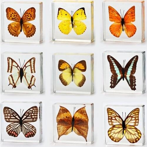 Insect Crystal Resin Amber Butterfly Specimen Personalized Gift Science Textbook Decoration Crafts