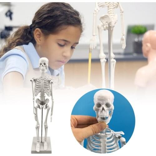 45CM Human Anatomy Skeleton Medical Teaching Model Skeleton Model Anatomical Model Educational Training Aid For Classes