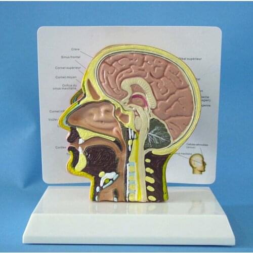 Human skull model head Otorhinolaryngology Anatomical model Teaching Model