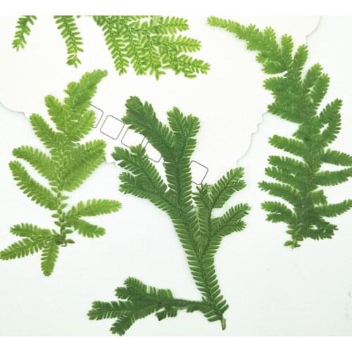 60pcs Pressed Dried Selaginella uncinata leaves Flower Plants Herbarium For Jewelry Making Postcard Frame Phone Case Craft DIY