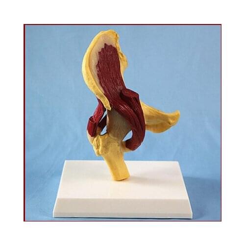 1:1 Life Size Human Hip Joint Muscle Anatomical Model Surgery Biology Medical Supplies